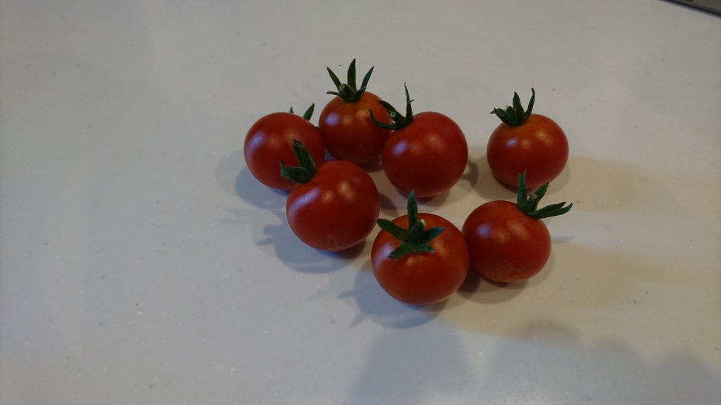 真っ赤に熟したミニトマト