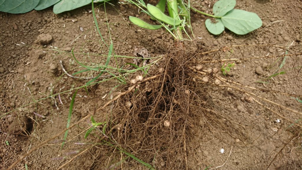 枝豆の根粒